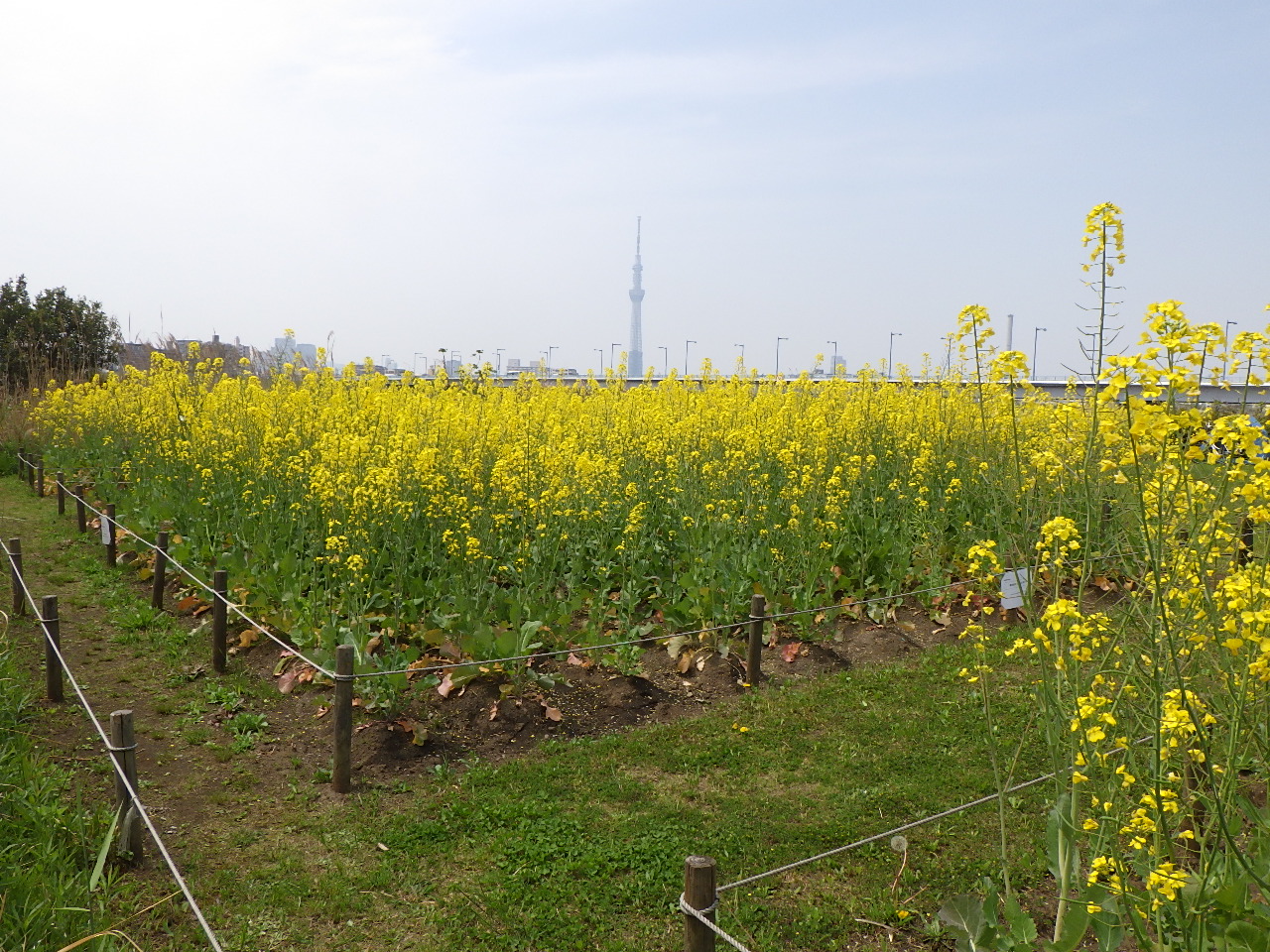 葛飾あらかわ水辺公園 堀切水辺公園 東洋グリーン産業株式会社